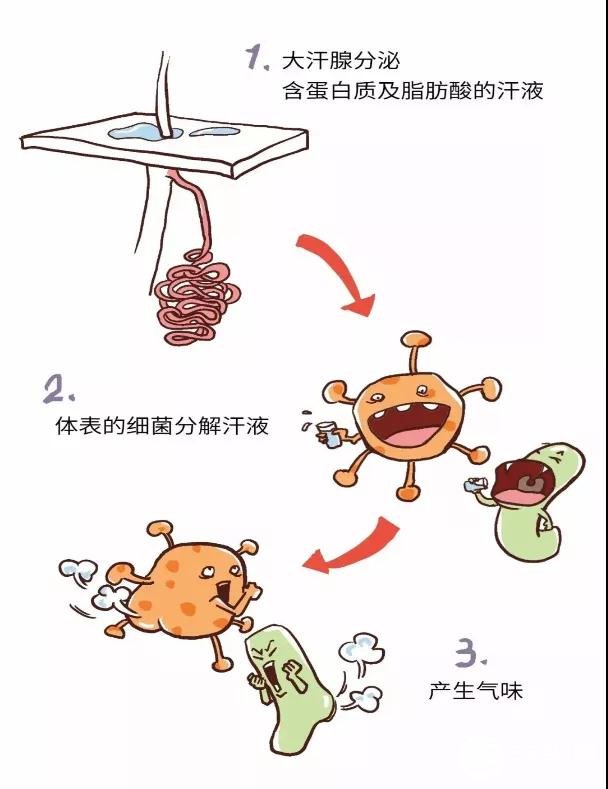 狐臭從哪里來