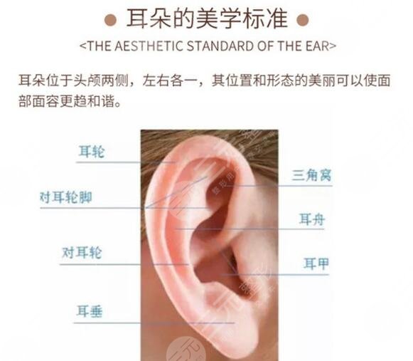 顱耳角在30°-60°之間整形