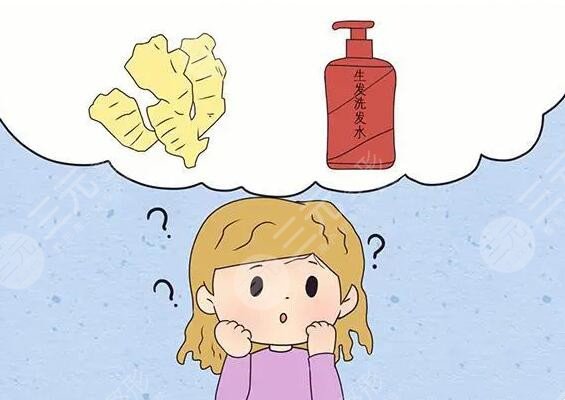 生姜擦頭皮真的能生發(fā)嗎？需要多久能生出來？注意！操作不當(dāng)會(huì)有反果！