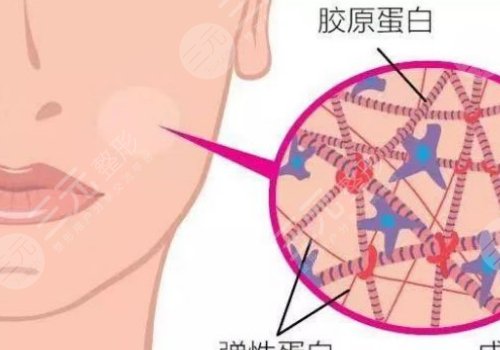 雙美膠原蛋白有幾種型號(hào)？