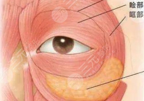 腫眼泡抽脂多少錢？