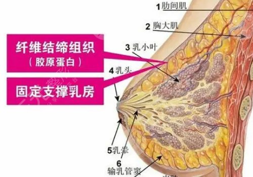 膠原豐胸可以保持多久